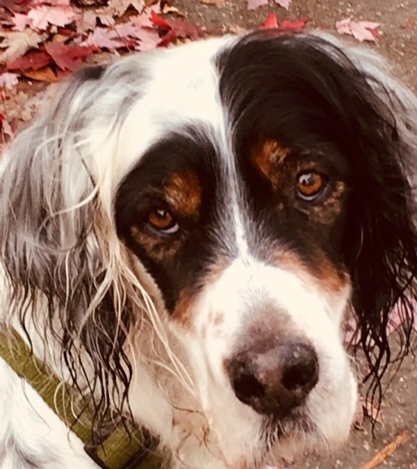 Ein Abschied von (m)einer Lehrerin