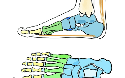 Die Biomechanik der Füße Teil 2/2