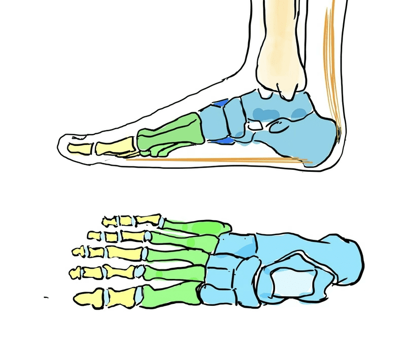Die Biomechanik der Füße Teil 2/2